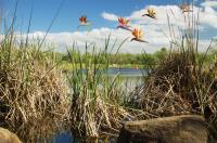 Birds Awinging�